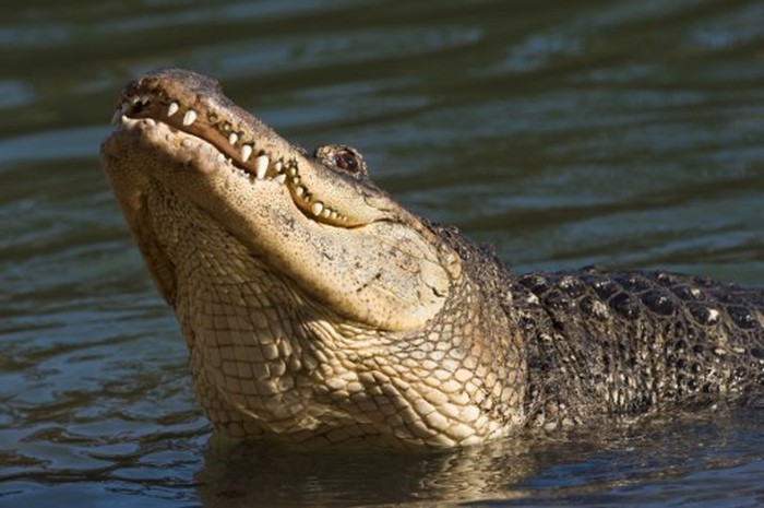 A large crocodile attacks a jumping wildebeest during the migration in the Masai Mara game reserve on September 12, 2016.
The daring wildebeest returned after the first attempt by the crocodile and was attacked again but walked away unharmed.  / AFP PHOTO / CARL DE SOUZA