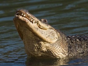 Geger Buaya Terkam Pawang, dari Kalimantan hingga Hollywood