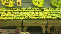 Pernah beli pisang kurang matang? Kalau belanja di sini bisa pilih sesuai kebutuhan. Ada yang sudah matang, baru matang dalam 1-2 hari atau 3-4 hari.
