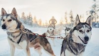 Kakslauttanen Arctic Resort di Lapland, Finlandia menawarkan spot melihat aurora yang menakjubkan. Selain itu, di sekitar resor traveler bisa bertemu sekitar 400 anjing husky, kuda dan kucing (Valteri Hirvonen/CNN)