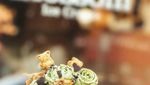 Yummy! Manis Dingin Bergulung Rolled Ice Cream Buat Penawar Haus