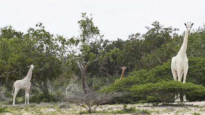 jerapah putih di Kenya