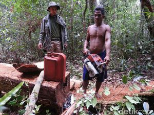 5 Pelaku Pembalakan Liar di Taman Nasional Danau Sentarum Ditangkap