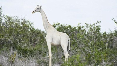 Penampakan Langka Induk dan Anak Jerapah Putih di Kenya