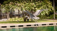 Jumeirah Vittaveli di Maldives punya peliharaan bangau. Di hotel yang ada di pulau privat ini, traveler akan bebas melihat bangau beterbangan ke sana kemari (Jumeirah Group)