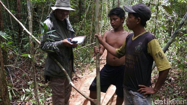 Dari hasil pengecekan, didapat kayu olahan sebanyak 445 batang dari berbagai jenis dan ukuran