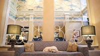 Di Kimpton Hotels, AS, ada seekor anjing bernama Dakota dengan jabatan unik, director of pet relations. Ia akan menyambut tamu-tamu yang datang dengan tingkahnya yang menggemaskan. Hotel ini pun membolehkan tamu untuk membawa binatang peliharaan (Kimpton Hotels)