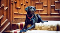 Four Seasons Hotel Hampshire di Inggris juga menjadi penginapan ramah hewan, di mana traveler bisa membawa anjing ke sana (Four Seasons Hotel Hampshire)