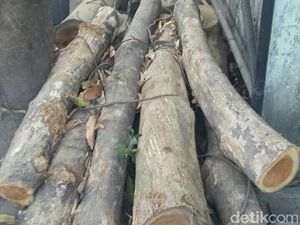 Curi 8 Batang Jati Perhutani, Seorang Pembalak Liar Diringkus