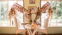 Sesuai dengan namanya, Giraffe Manor di Nairobi, Kenya bagaikan surga buat pecinta jerapah. Banyak jerapah yang tinggal di resor luas ini. Jangan kaget kalau tiap sarapan dan makan siang, jerapah menghampiri seakan ingin ikut makan bersama (Giraffe Manor)