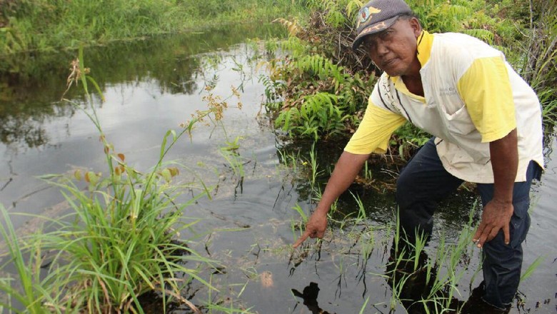 Upacara Tolak Bala, Kepala Kambing akan Diberikan ke Buaya di Riau Upacara Tolak Bala, Kepala Kambing akan Diberikan ke Buaya di Riau