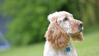 Anjing yang akrab disapa Snoopy menjadi penghuni Moonfleet Manor. Lokasi penginapan ramah hewan ini berada di Dorset, Inggris, tepatnya di Jurassic Coast yang pemandangannya begitu menakjubkan (Moonfleet Manor)