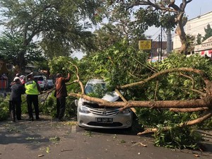 Bapak dan Anak Selamat Meski Mobil Tertimpa Pohon Tumbang