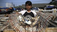 Seorang anak yang membantu orang tuanya menunjukkan ikan asin yang akan dijemur.