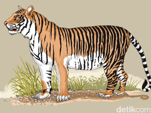 5 Fakta Soal Dugaan Temuan Harimau Jawa di Sukabumi