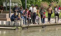Curi Angsa dari Taman Kota untuk Dikonsumsi, Pria Ini Masuk Penjara