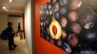 Foto buah pala dipamerkan dalam pameran Banda: Warisan untuk Indonesia di Galeri Nasional. Buah pala menjadi komoditas terpenting saat itu hingga berbagai negara berperang untuk memperebutkan kawasan Banda Neira.