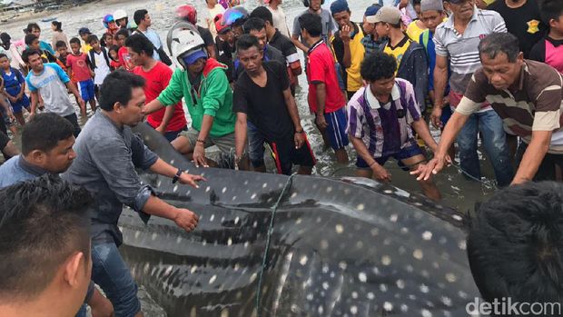 Nyangkut di Jaring Nelayan, Hiu Panjang 5 Meter di Palu Dievakuasi