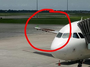Pesawat Diserang Lebah di Bandara, Citilink: Habitatnya Terganggu
