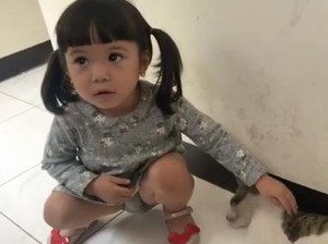 Niatnya Main, Eh Tangan Gempi Malah Digigit Kucing