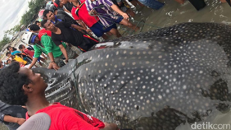 Nyangkut di Jaring Nelayan, Hiu Panjang 5 Meter di Palu Dievakuasi Nyangkut di Jaring Nelayan, Hiu Panjang 5 Meter di Palu Dievakuasi