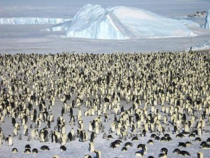 Saat Penguin di Antartika Mati Massal
