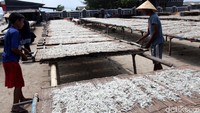 Hampir 80 persen ikan teri dari Pulau Terapung ini dijual ke Jakarta, dan 20 persennya dipasarkan ke Lampung dan wilayah Sumatera.
