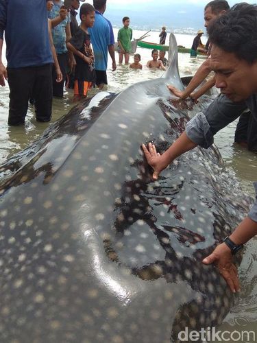 Nyangkut di Jaring Nelayan, Hiu Panjang 5 Meter di Palu Dievakuasi