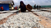 Seorang nelayan Pulau Pasaran tengah menjemur ikan teri.