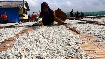 Melihat Produksi Ikan Teri di Pulau Pasaran