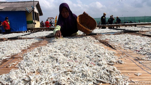 Melihat Produksi Ikan Teri di Pulau Pasaran
