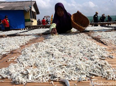 Melihat Produksi Ikan Teri di Pulau Pasaran