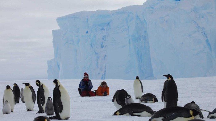 kemping penguin