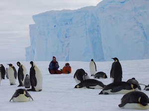 Gemas! Penguin-penguin Lucu Rayakan Natal di China
