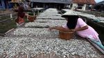 Melihat Produksi Ikan Teri di Pulau Pasaran