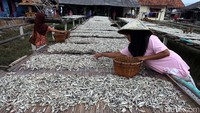 Ikan teri ini sebagian besar dipasarkan ke Jakarta.