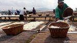 Melihat Produksi Ikan Teri di Pulau Pasaran