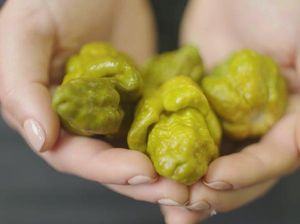 Pepper X, Cabe Jenis Baru yang Diklaim Terpedas di Dunia