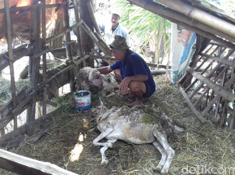 Kambing Dan Domba Termasuk Jenis Ternak - Tentang Kolam 