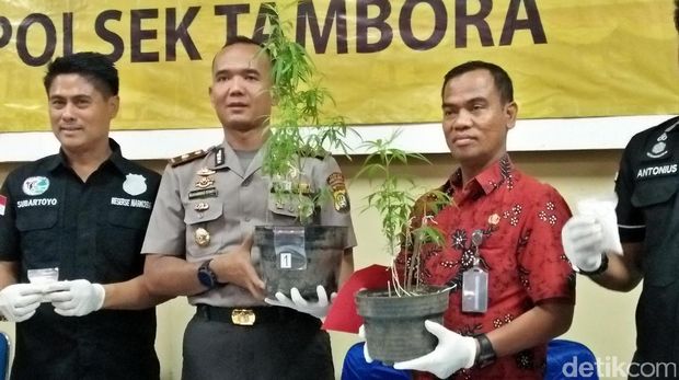 Ini Pengakuan Warga Tambora Tanam 5 Pohon Ganja di Rumahnya