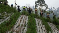 Gema salawat dan tabuhan rebana mengiringi mereka berjalan menaiki bukit menyusuri jalan setapak, melintasi perkebunan dan hutan sejauh 2 kilometer menuju Tuk Sikopyah di ketinggian 1.250 Mdpl. Sesampainya di mata air tersebut mereka berbaris dan membentuk kelompok pria dan wanita sambil terus melantunkan salawat Nabi.