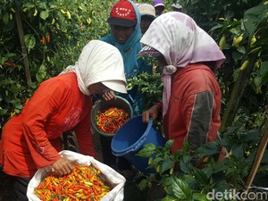 Kabupaten Malang Target Produksi Cabai 25 Ribu Ton