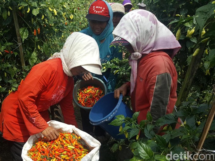 Kabupaten Malang Target Produksi Cabai 25 Ribu Ton