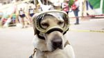 Ini Frida, Anjing yang Populer Jadi Ikon Penyelamat Gempa Meksiko