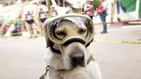 Frida merupakan anjing Labrador betina putih berusia 7 tahun. Selama bertugas mencari korban selamat dia ramai diperbincangkan di media sosial, seorang pria bahkan mengabadikan gambarnya melalui tattoo dan wajahnya muncul di uang tunai tak resmi 500 peso.  (Foto: Daniel Becerril/Reuters)