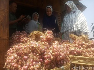 Kabupaten Malang Sukses Produksi Bawang Merah