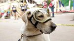 Ini Frida, Anjing yang Populer Jadi Ikon Penyelamat Gempa Meksiko