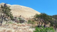 Sepanjang perjalanan di Pulau Liran, traveler akan disuguhi pemandangan bukit-bukit tandus dengan warna rumput yang menguning dan pohon yang kering. Warga pulau ini tak bisa berharap banyak pada sektor pertanian atau perkebunan, mungkin pariwisata bisa jadi jawaban (Eduardo/detikTravel)
