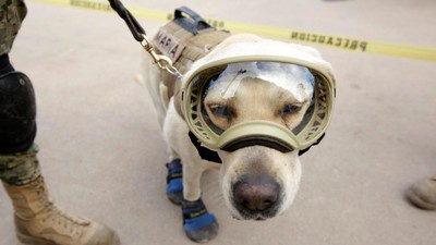 Ini Frida, Anjing yang Populer Jadi Ikon Penyelamat Gempa Meksiko