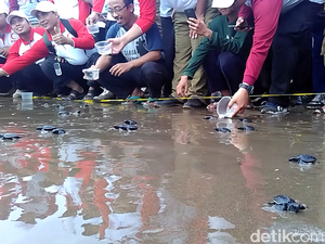 Ratusan Anak Penyu Dilepas di Pantai Serang Blitar